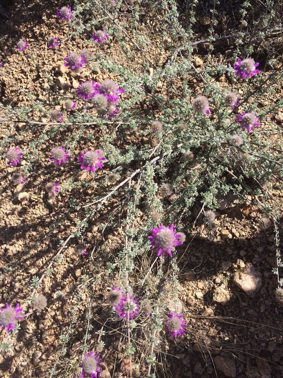 Dalea