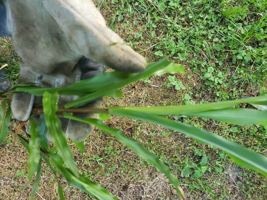 Fransige Paspalum 11