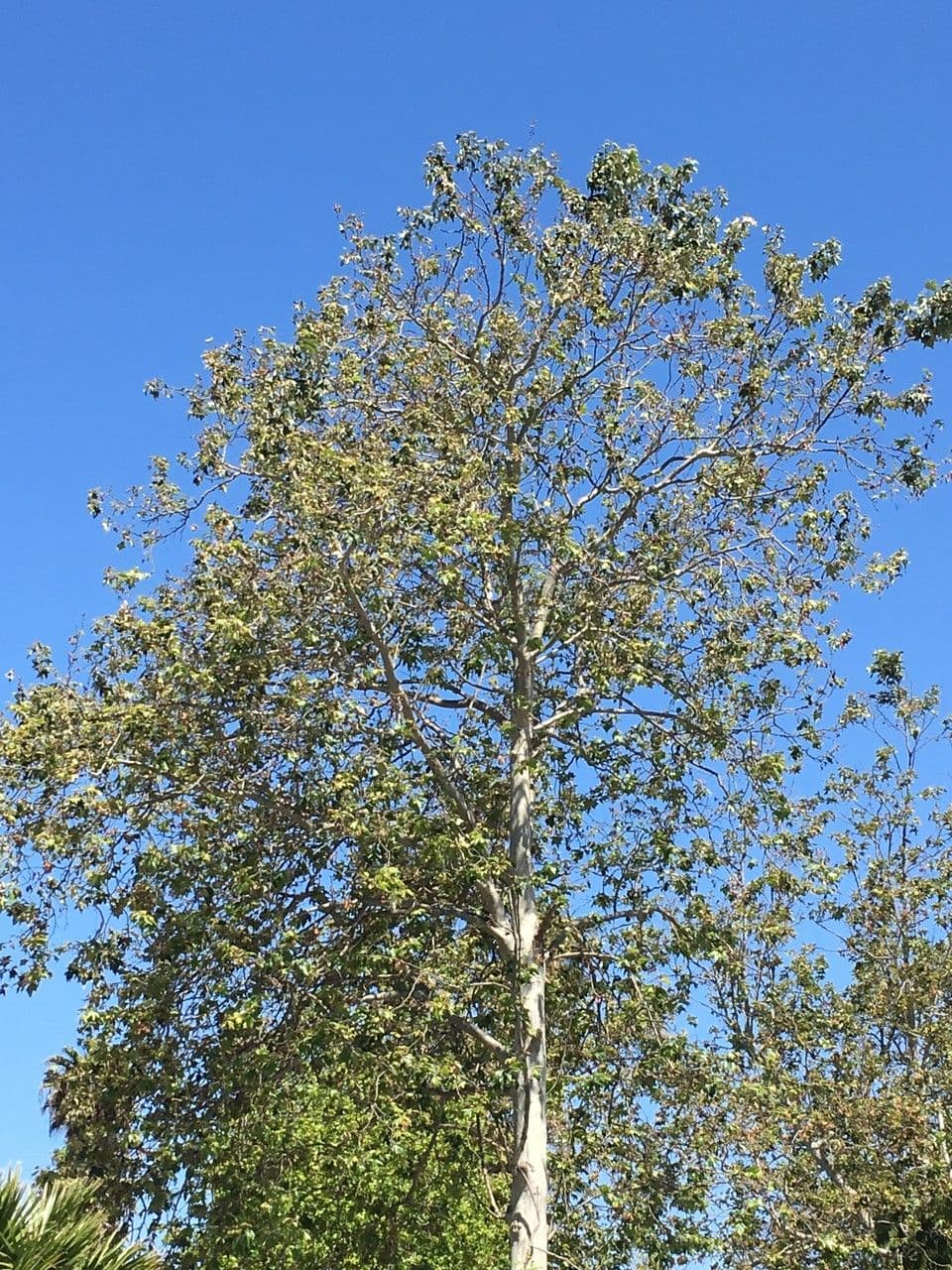 Platano della California 26