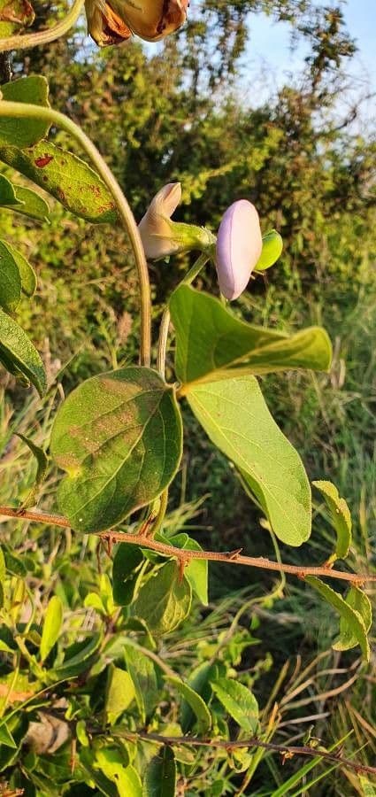 Vigna vexillata 15