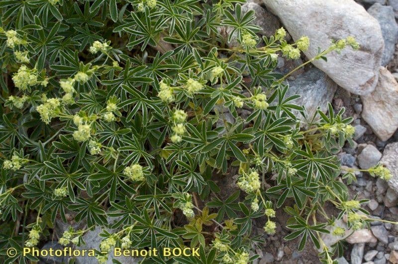 Alchemilla transiens 6