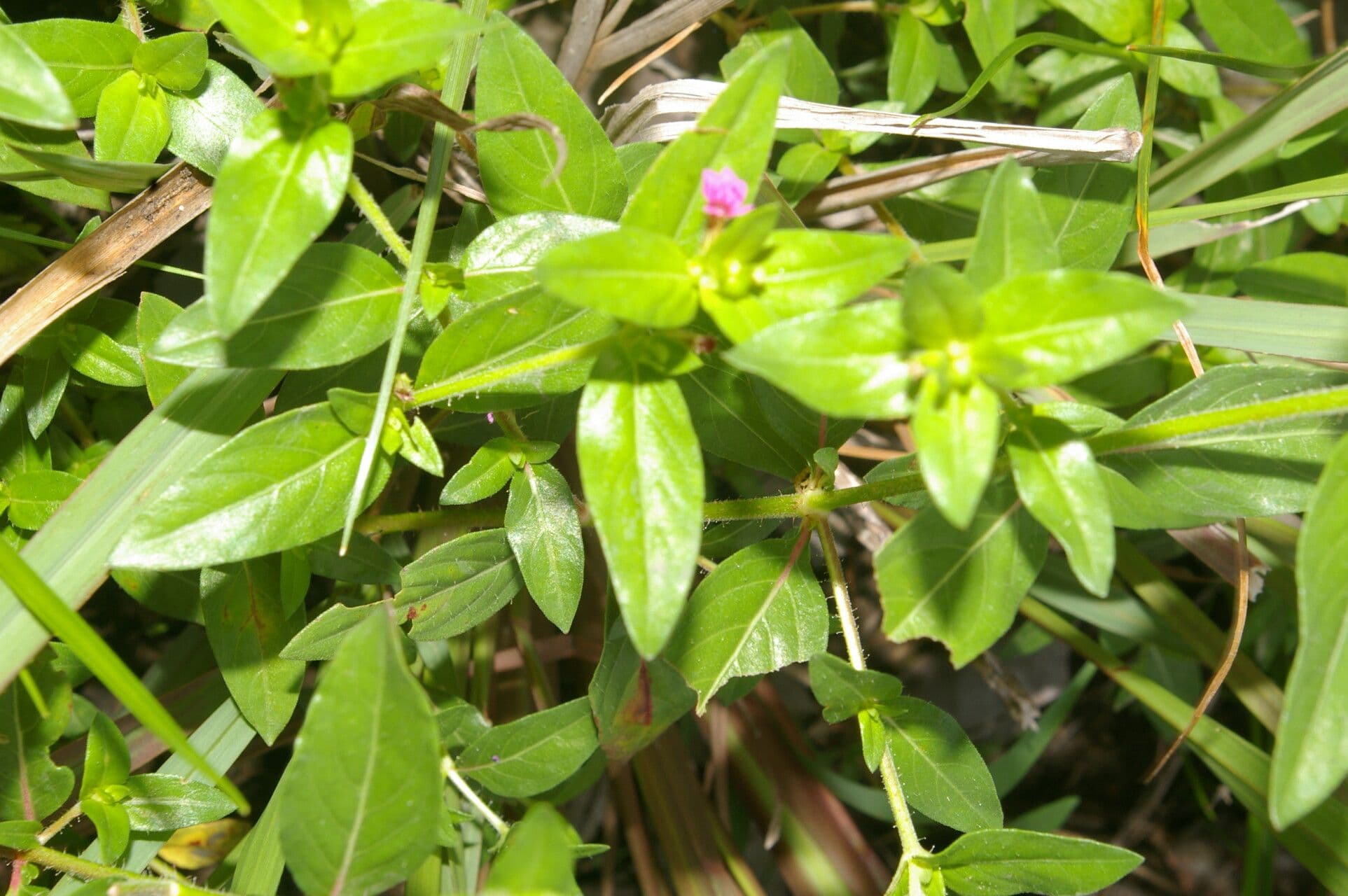 Cuphea carthagenensis 8