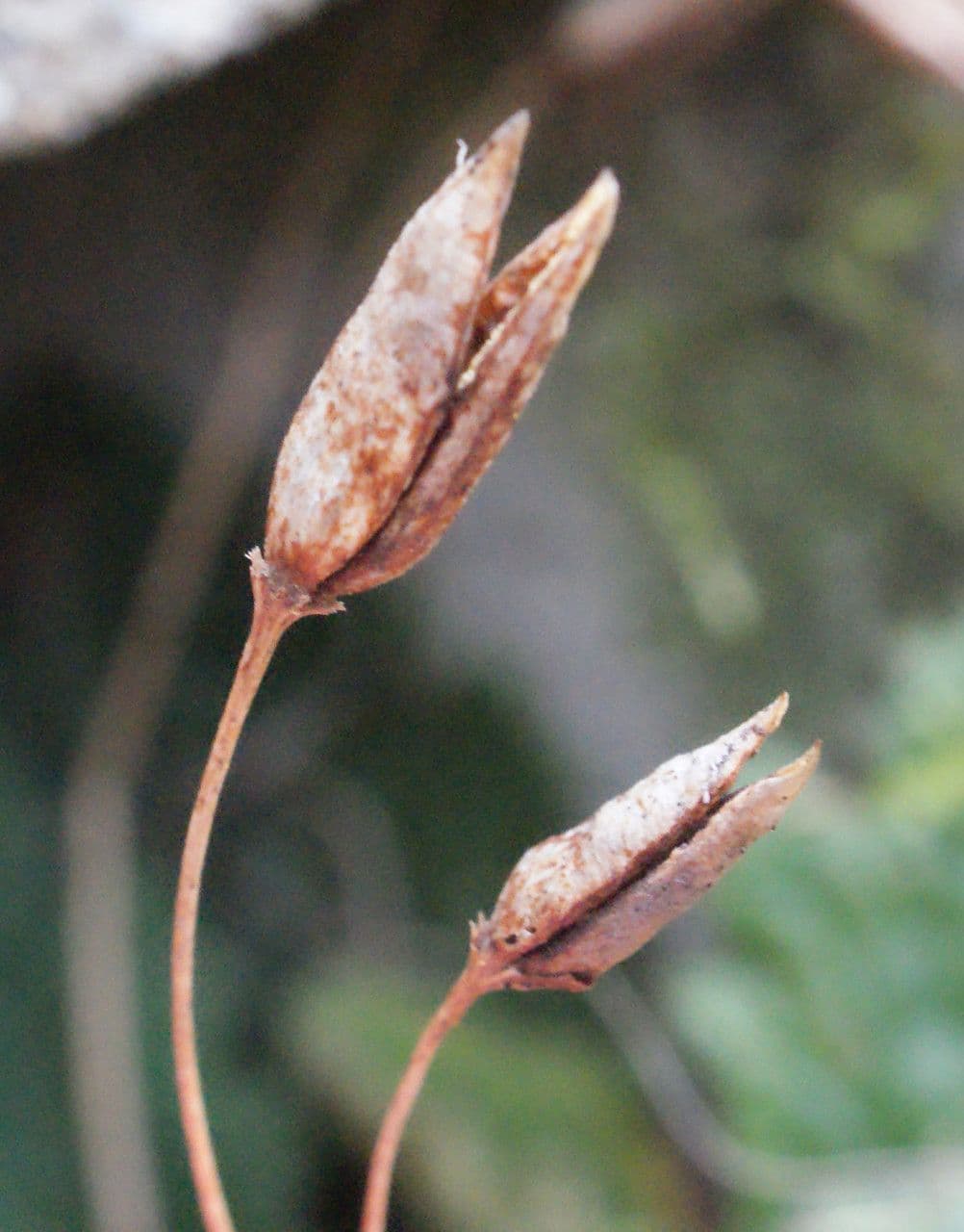 Ramonda Mycona 2