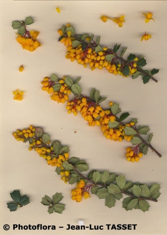 Berberis de Darwin 27
