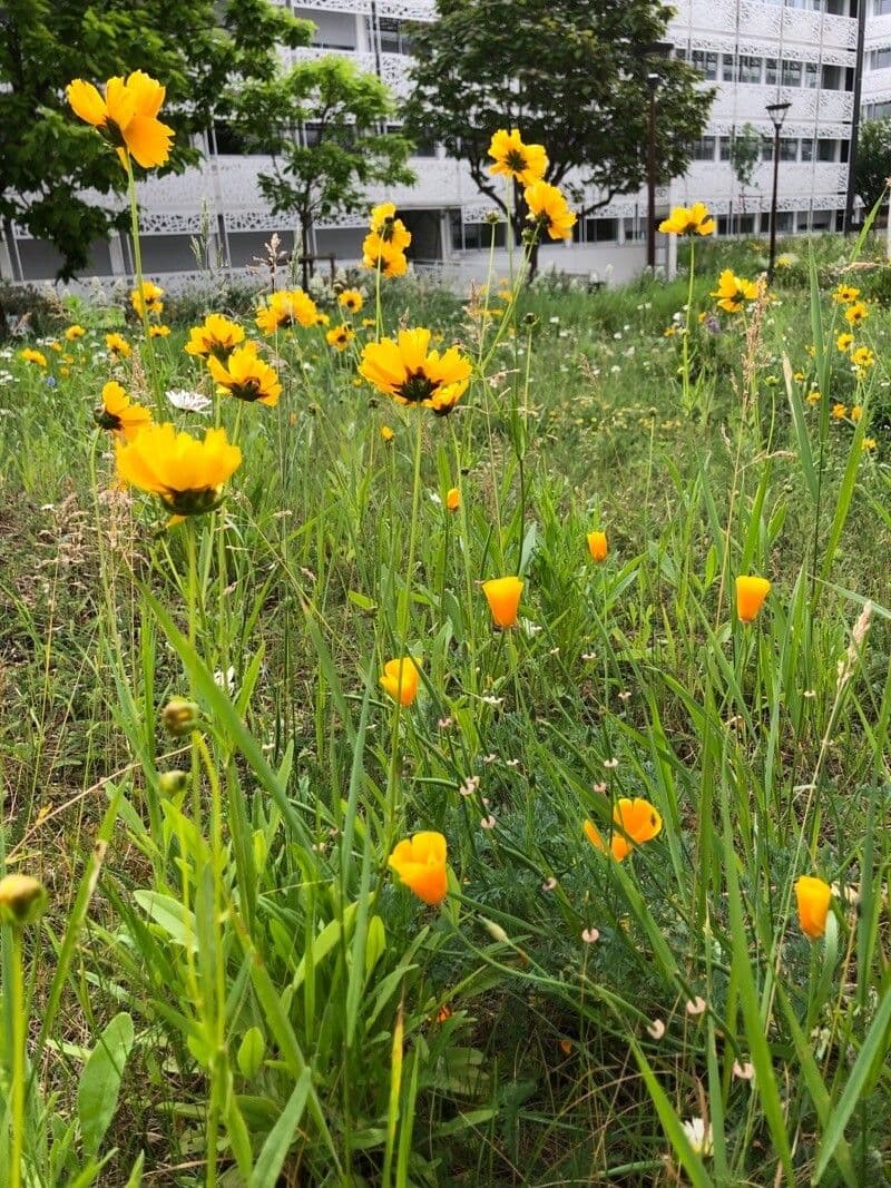 Coreopsis lanceolata 26