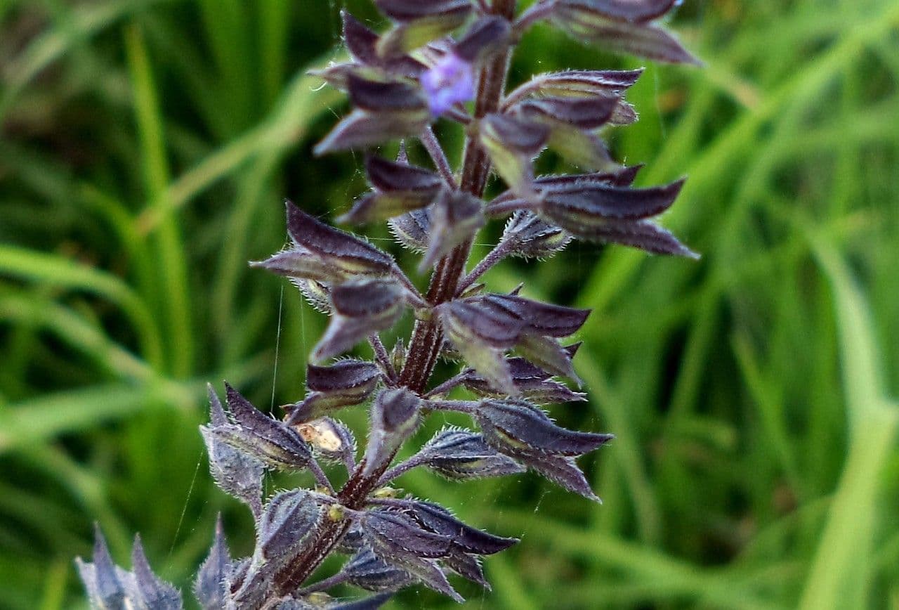 Lindenblättrige Salbei 5