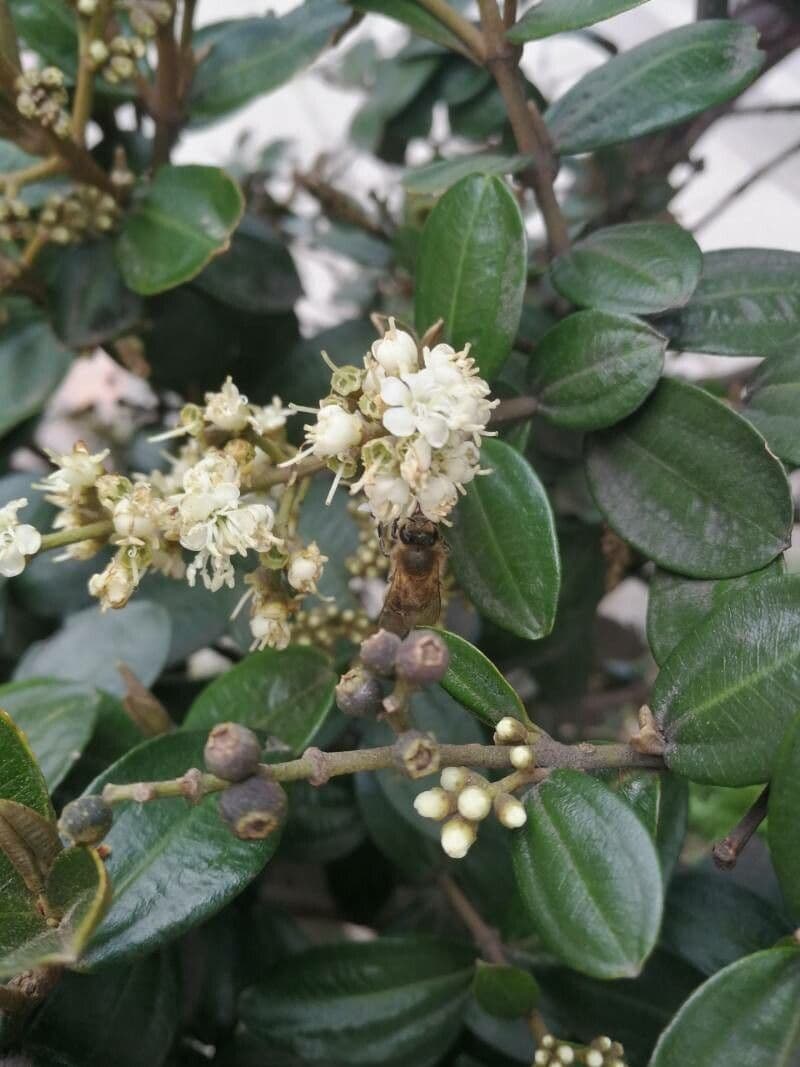 Miconia bianca 6