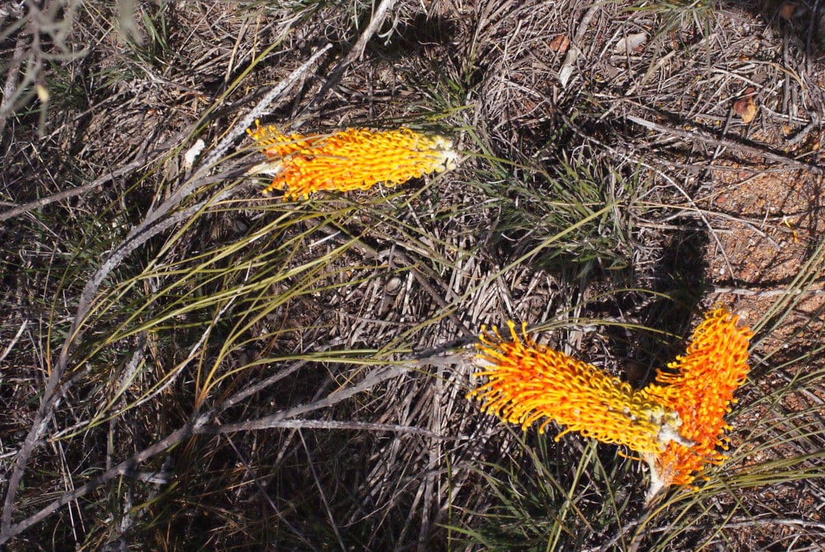 Grevillea 6