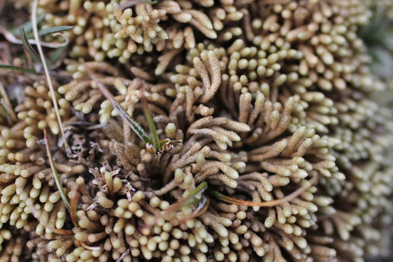 Pycnophyllum 12