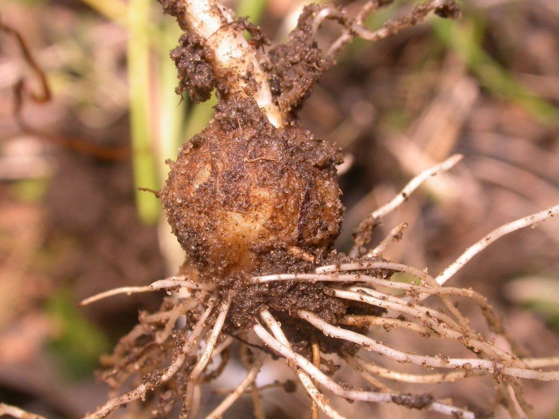 Nothoscordum bivalve 9