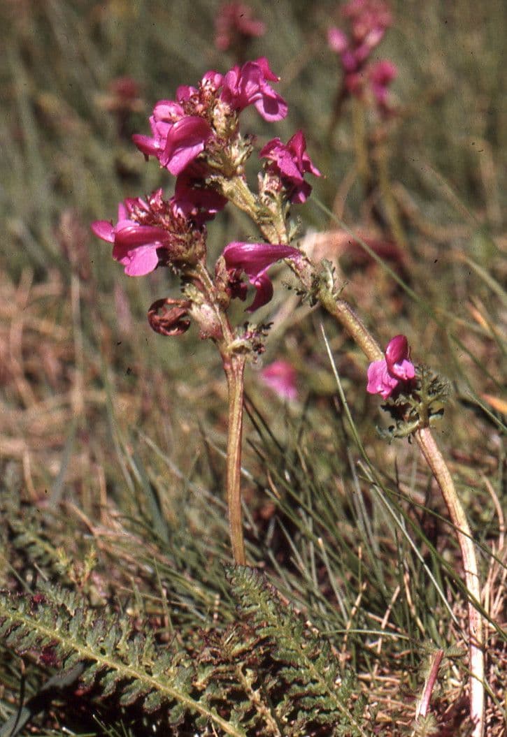 Vrbina pyrenejská 11