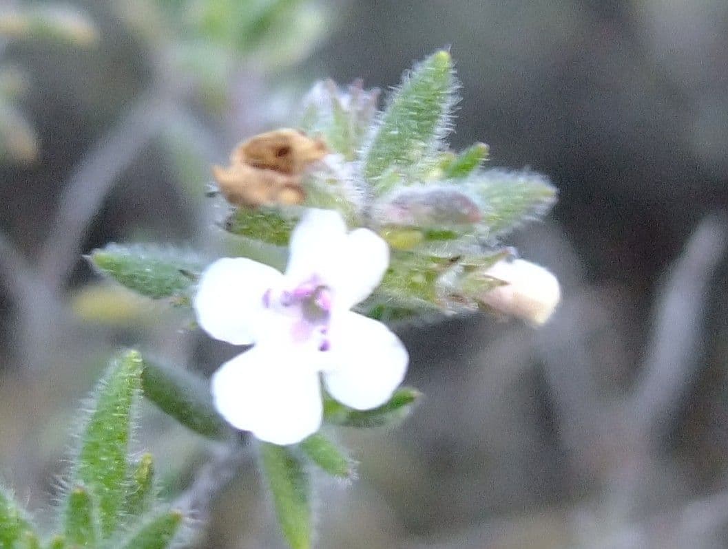 Micromeria 3