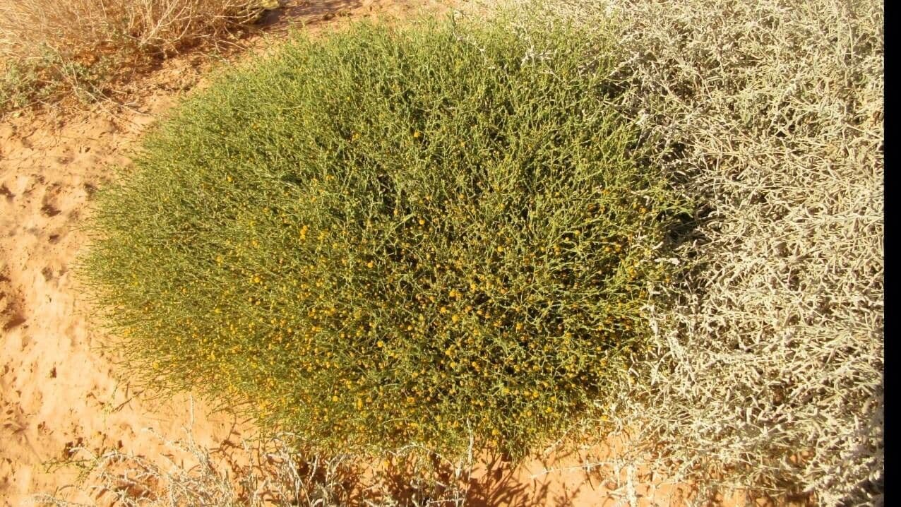 Pulicaria 6