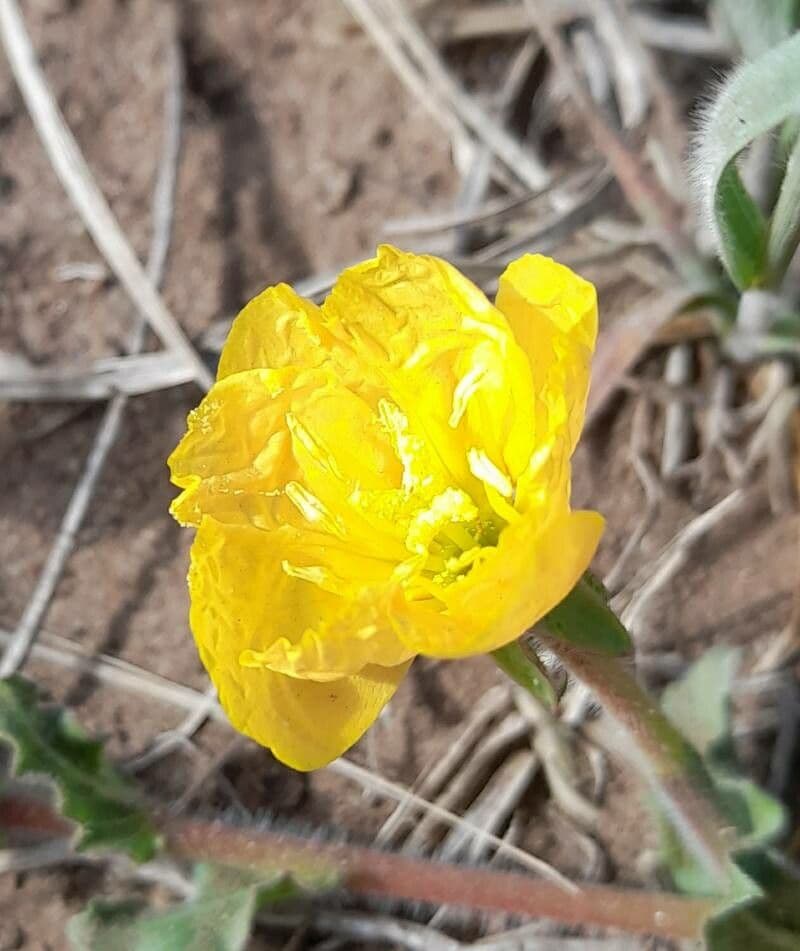 Onagra odorata 2