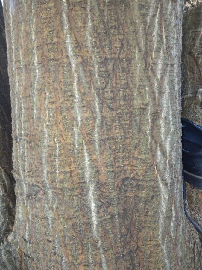 Erythrina americká 11
