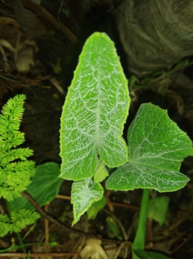Zucca fetida 18