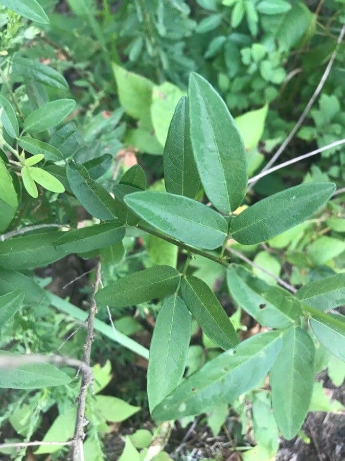 Desmodium paniculatum 27