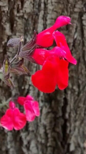 Salvia a foglie piccole 6