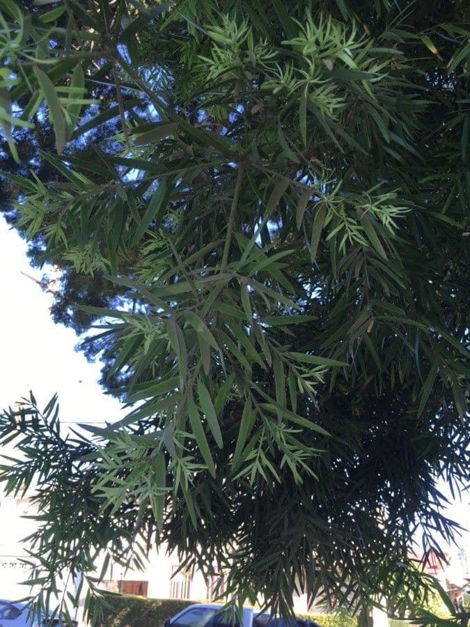 Afrocarpus 8