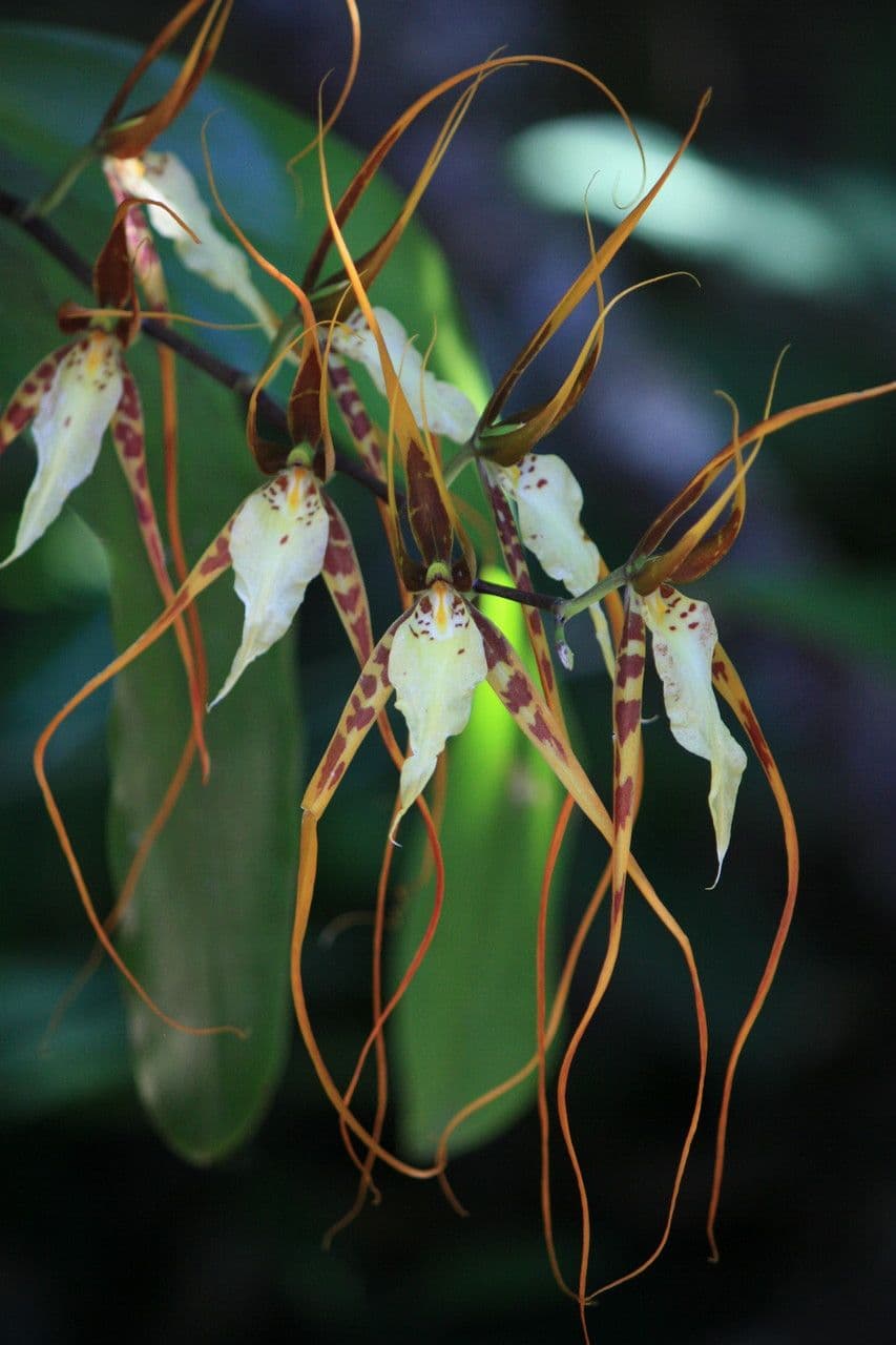 Brassia 2