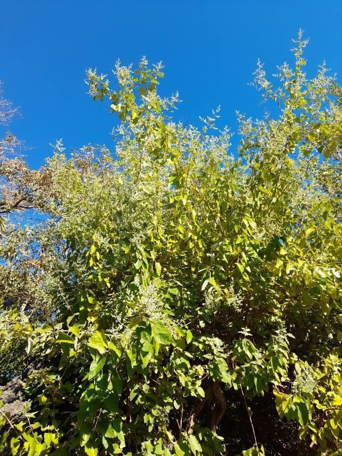 Buddleja 3