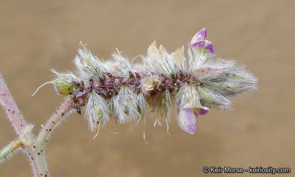 Dalea mollis 4