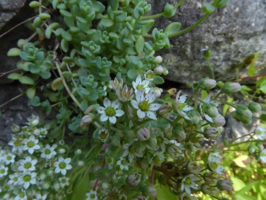 Borracina cinerea 24