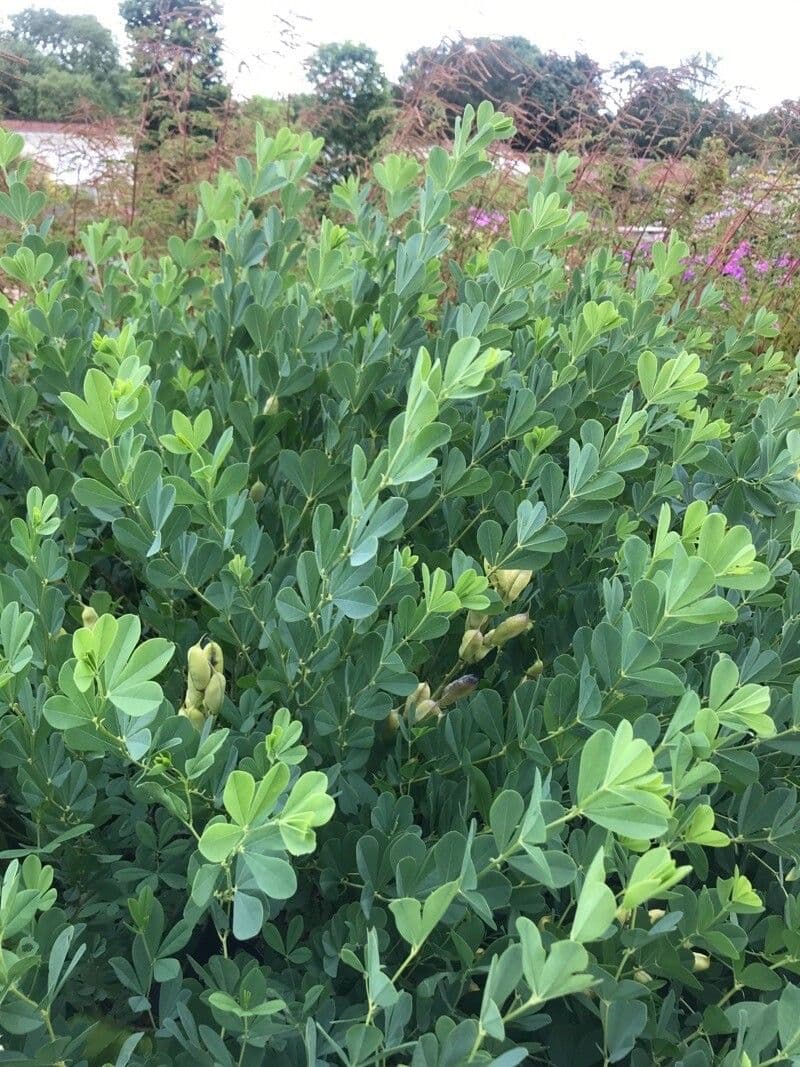 Baptisia 16
