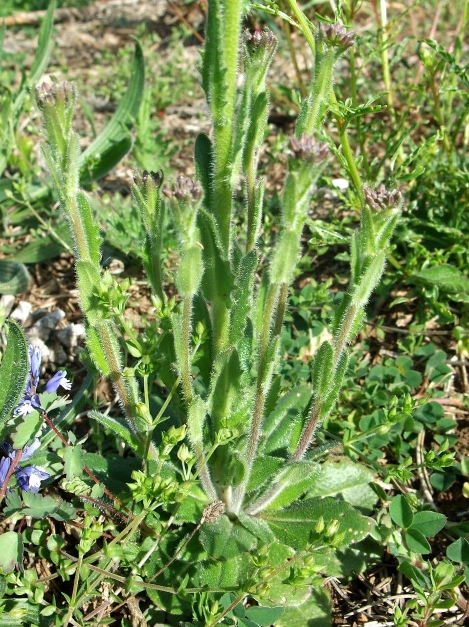 Arabetta irsuta 14
