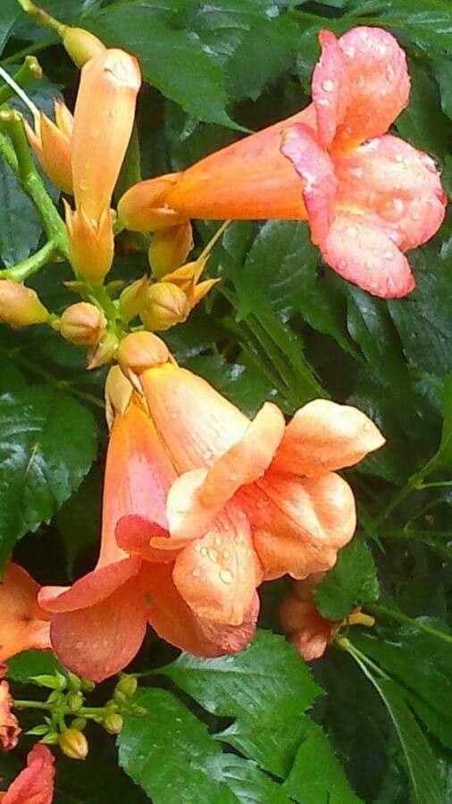Bignonia cinese 10