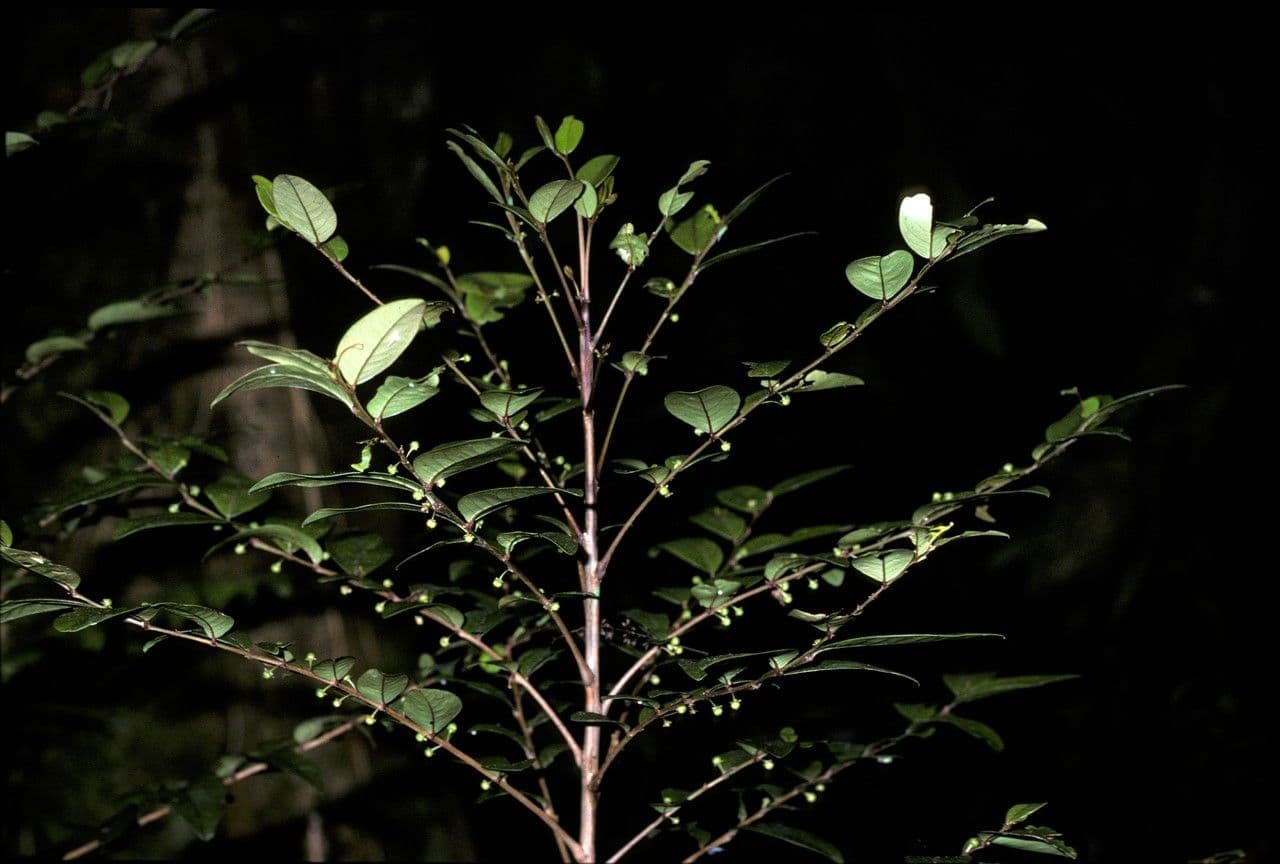 Phyllanthus 2