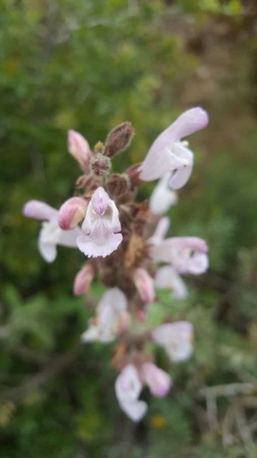 Salvia 8