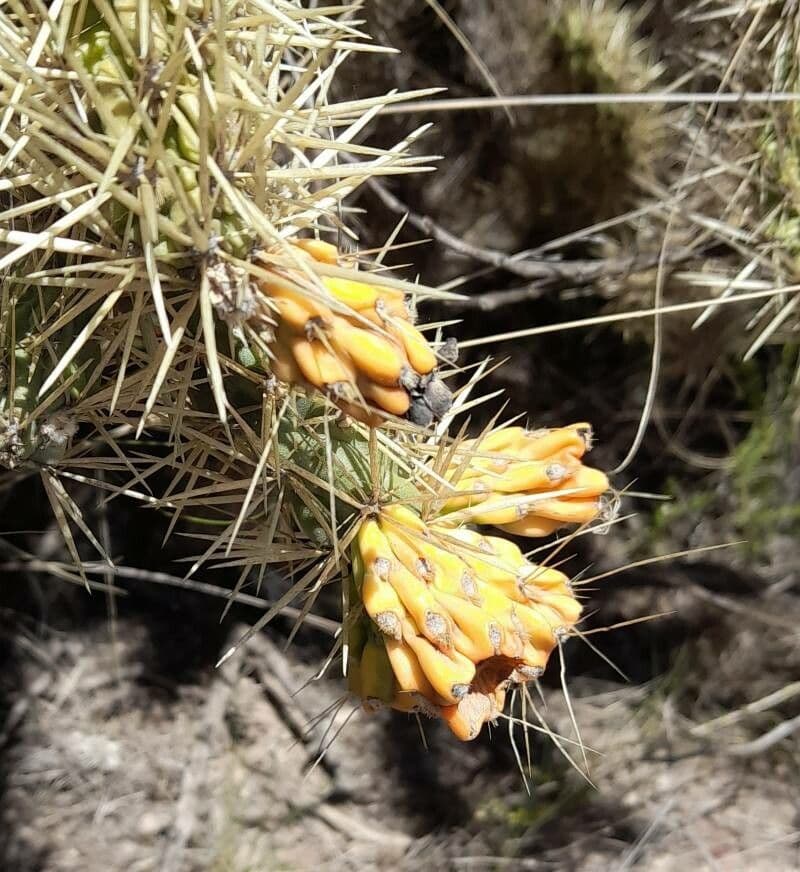 Ummantelte Cholla 20