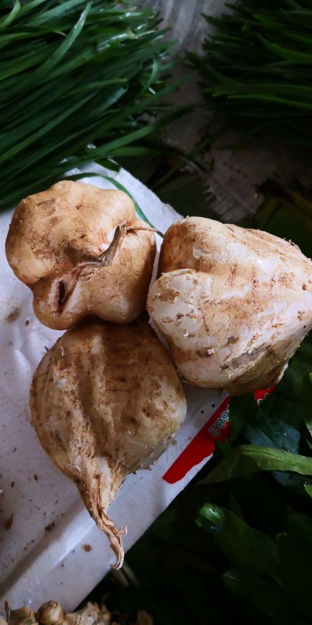 Jicama 3
