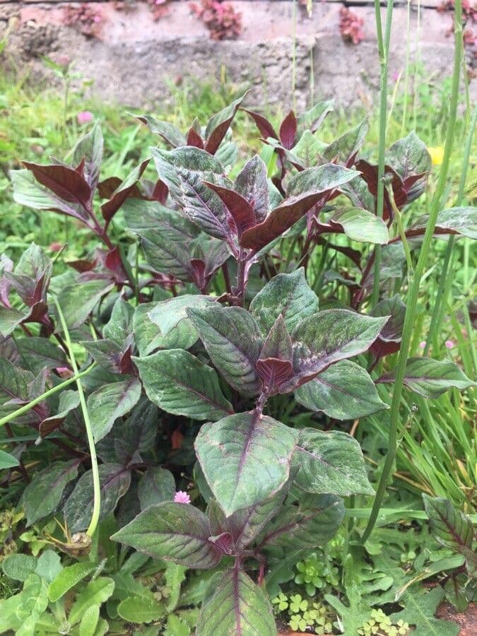 Fuchsien 17