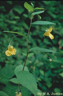 Impatiens pallida 12