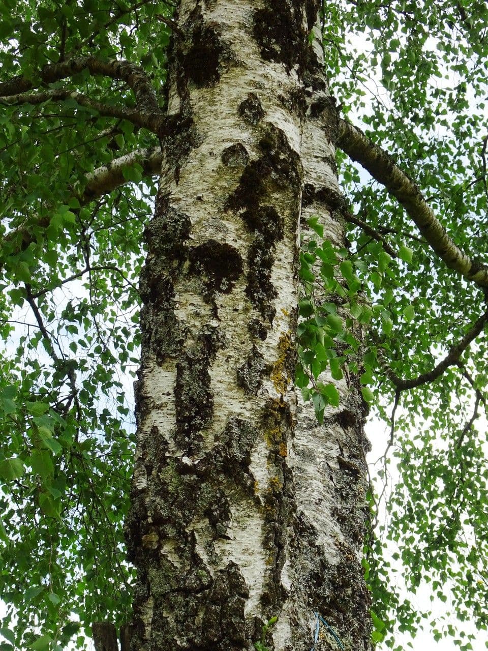 Betulla bianca 22