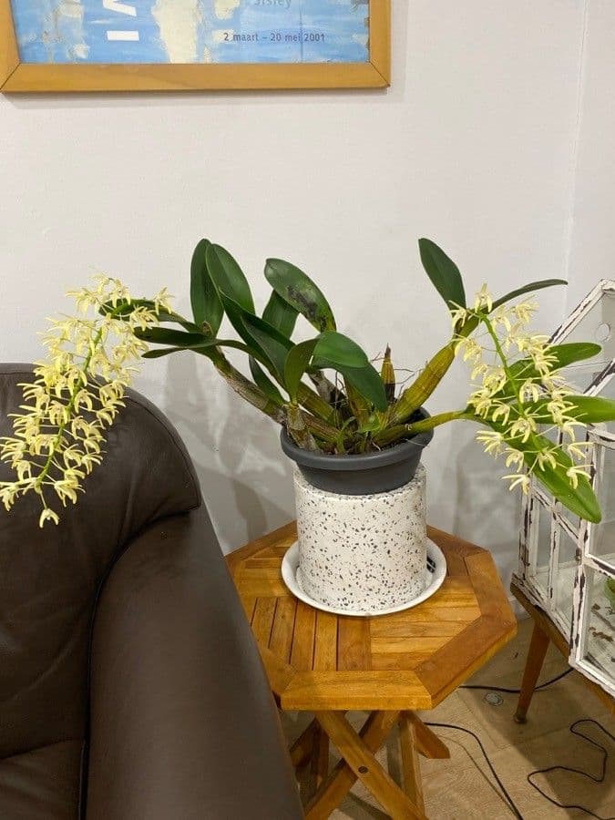 Dendrobium 11