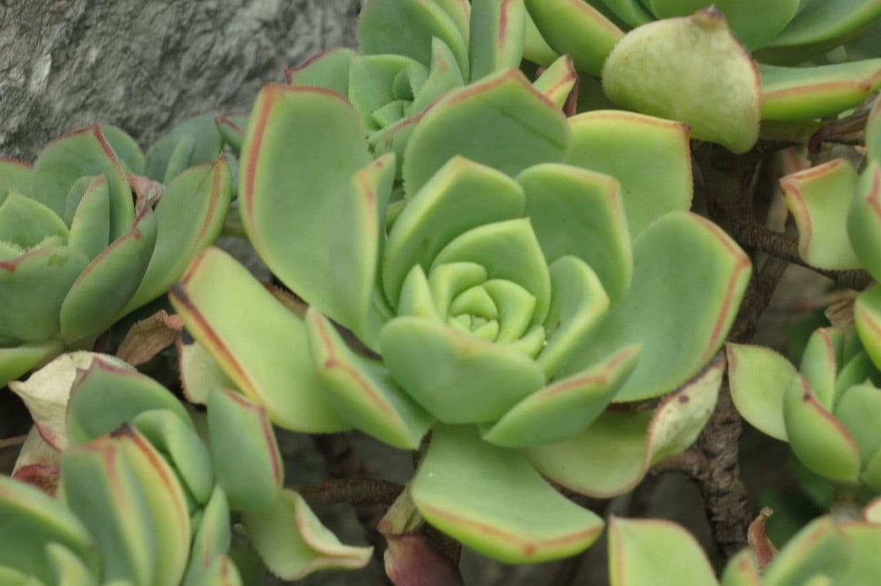 Aeonium 17