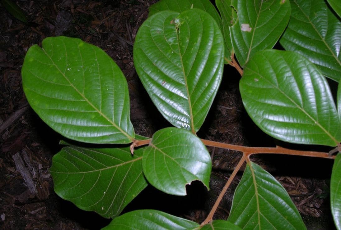 Ocotea 15