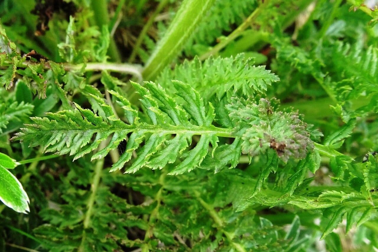 Pedicularis comosa 14