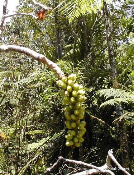 Barringtonia 2