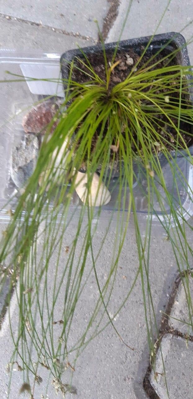 Junco de flor 2