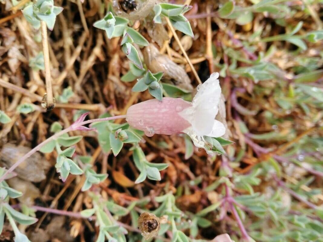 Silene a un fiore 26
