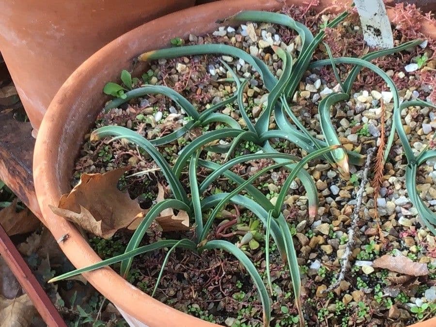 Muscari