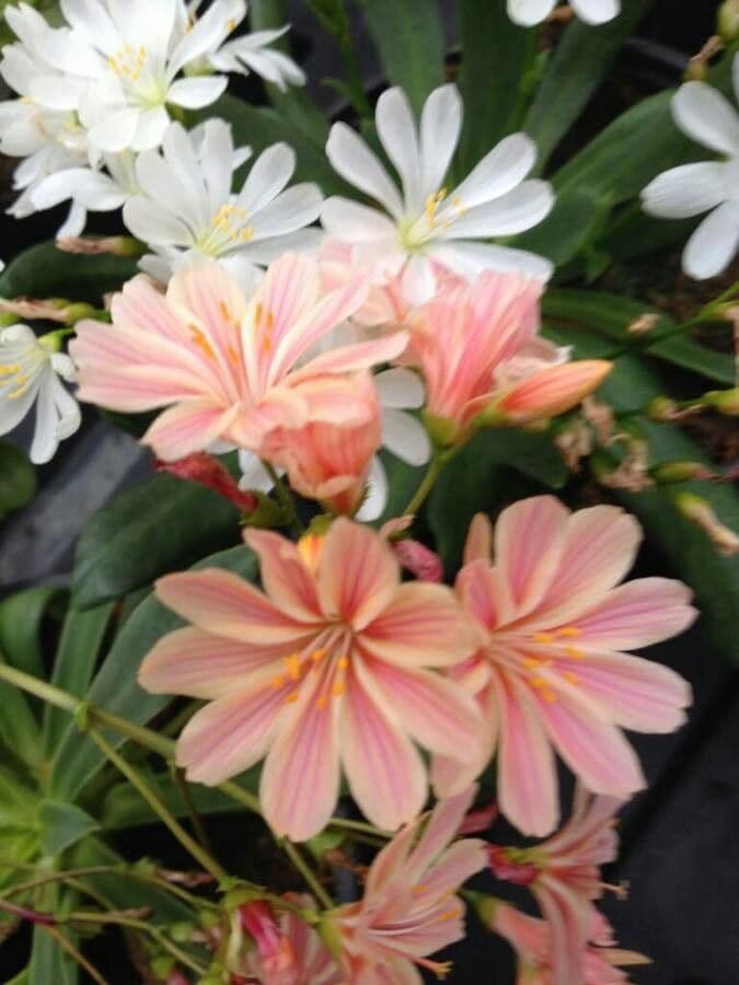 Lewisia cotyledon 3