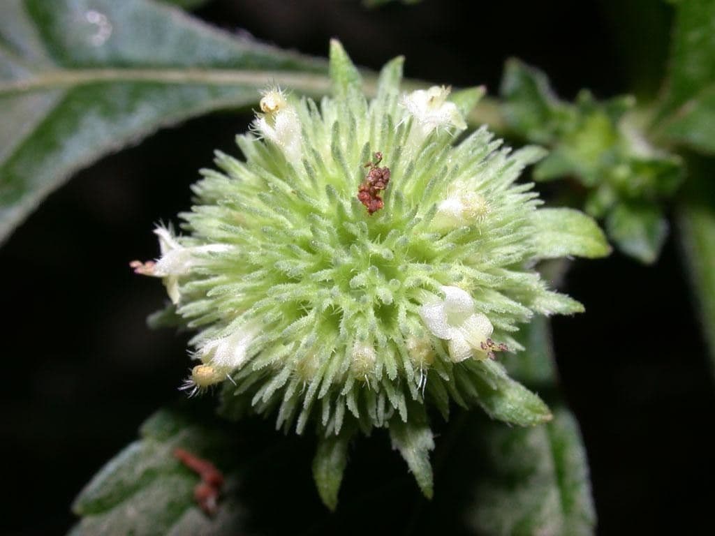 Hyptis capitata 5