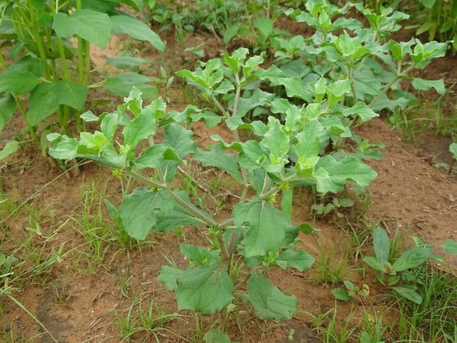 Acanthospermum 19