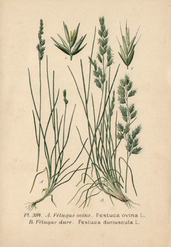 Festuca rossa 28