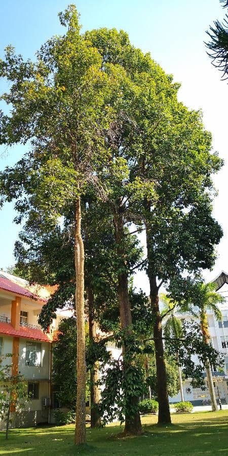 Dipterocarpus 5